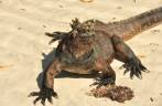 Vistosa Iguana na Playa Mansa de Tortuga Bay, na Ilha de Santa Cruz, em Galápagos